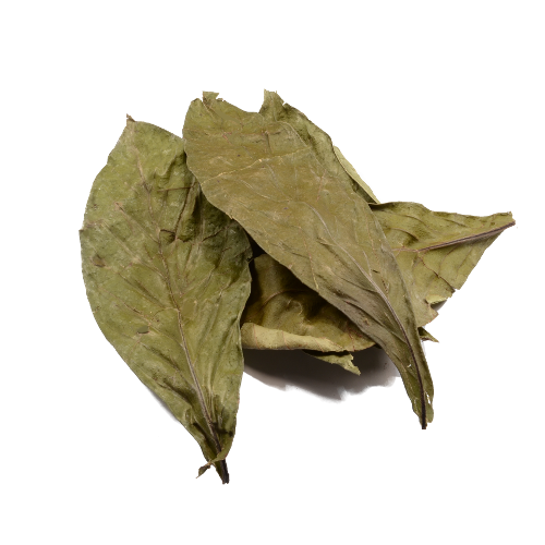 Psychotria viridis 50g - chacruna bladeren